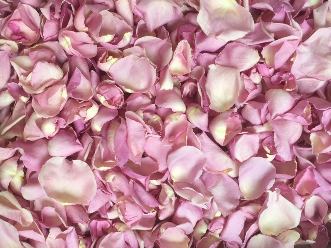 Pétales de roses lyophilisés Rosy Mauve 10 tasses de VRAIS - Etsy France