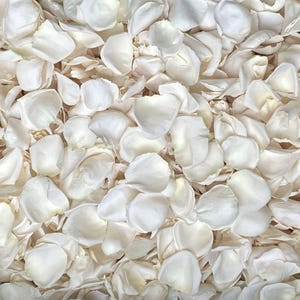 Rose Petals, Ivory, REAL freeze dried rose petals, All Natural and Biodegradable, Perfectly Preserved in the USA