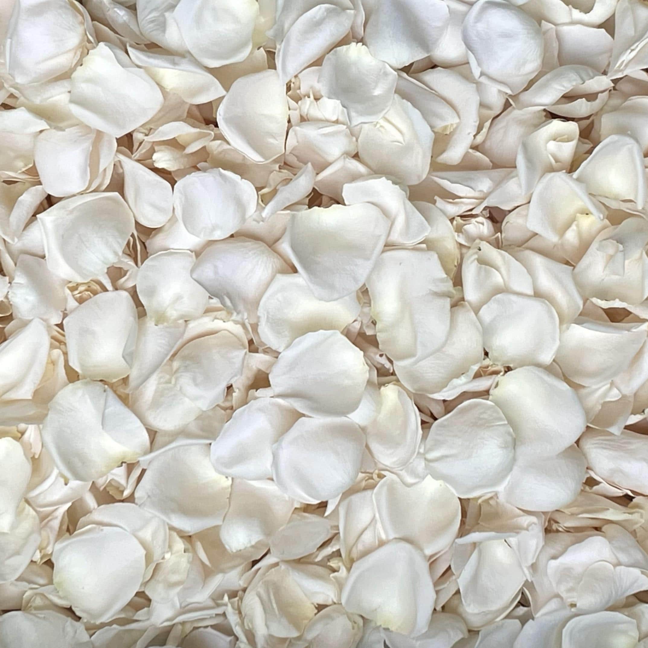 White Rose Petals White Rose Petals