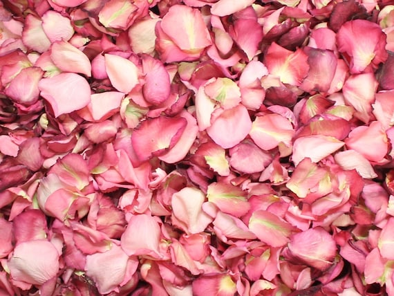  Bridal Pink Rose Petals - 15 Cups of Preserved Freeze