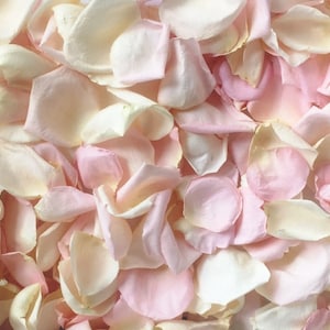 Pétalos de rosa liofilizados, marfil, 10 tazas de pétalos de rosa REALES para bodas, totalmente naturales y biodegradables, se envían según la fecha del evento imagen 2