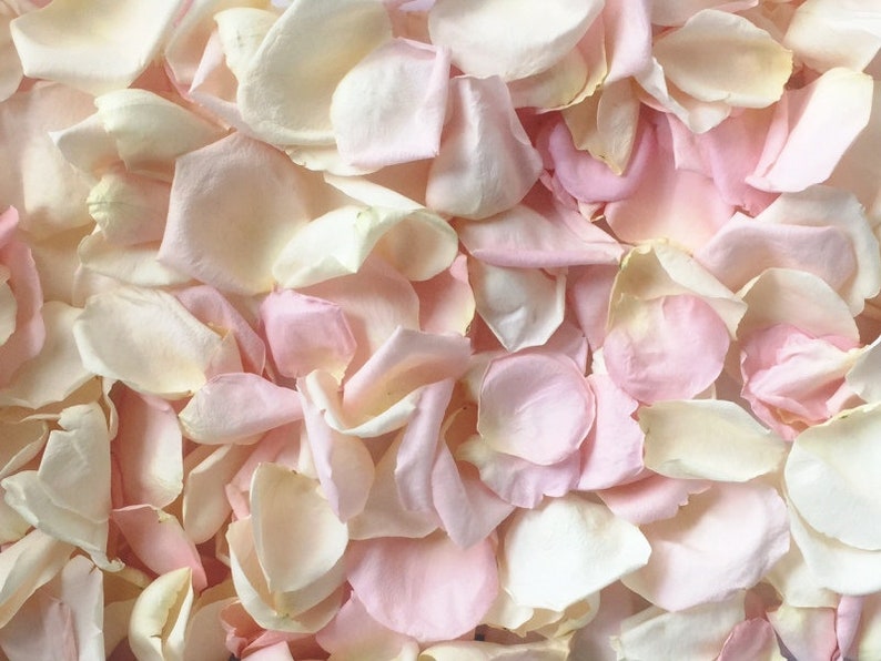 Freeze Dried Rose Petals, Ivory, 10 cups of REAL rose petals for Weddings, All Natural and Biodegradable, Ships Based on Event Date image 2