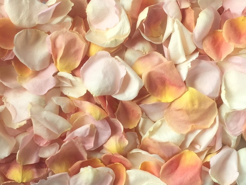 Freeze Dried Rose Petals, Ivory, 10 cups of REAL rose petals for Weddings, All Natural and Biodegradable, Ships Based on Event Date image 3