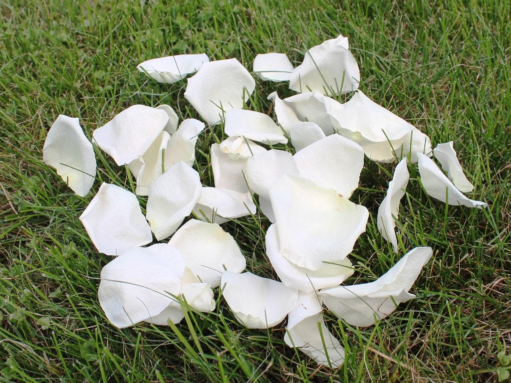 Freeze Dried Rose Petals Ivory REAL Rose Petals Perfectly Etsy