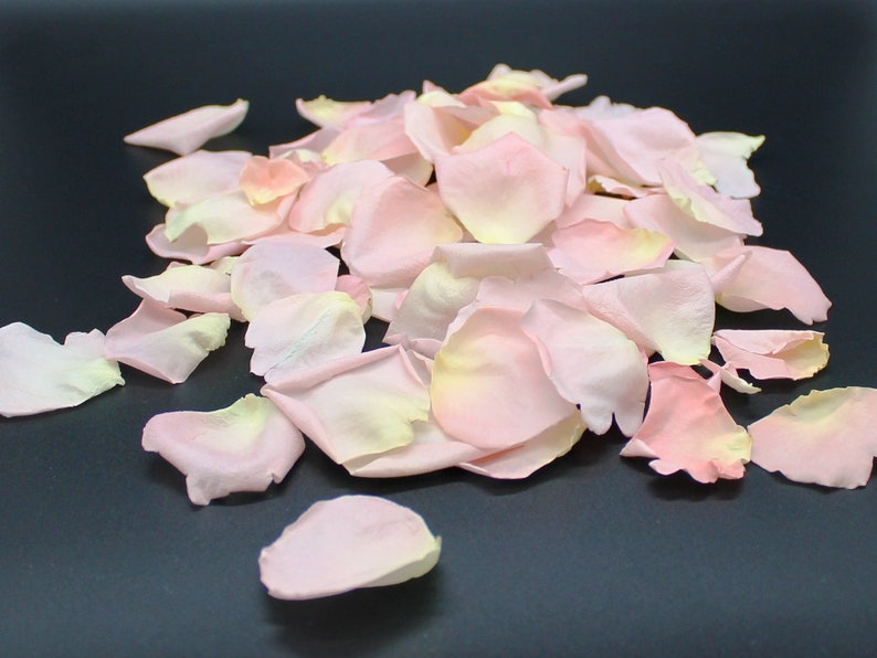 Freeze Dried Rose Petals, Blush, 100 cups of REAL rose petals, perfectly preserved image 1