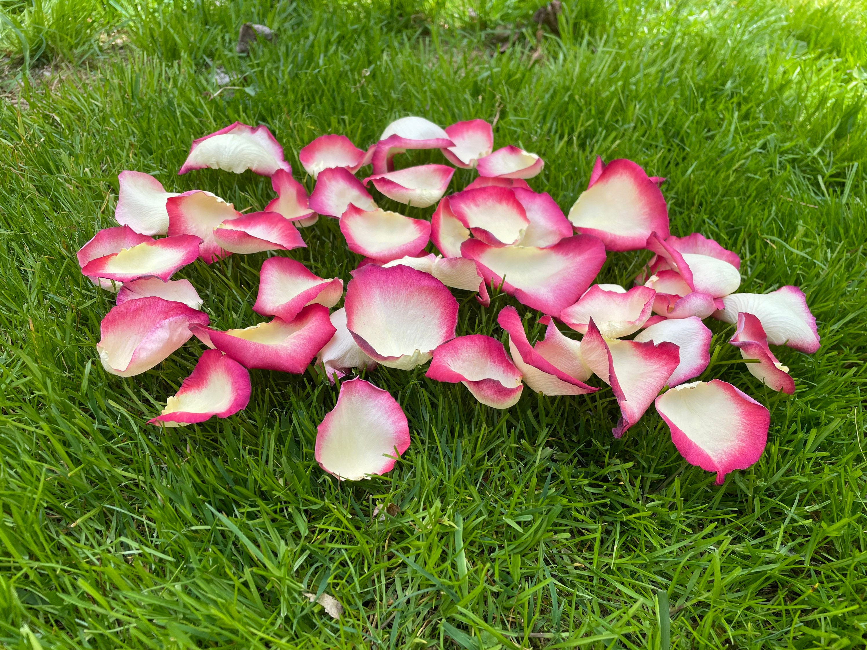 Discover The Enchanting World Of Real Rose Petals: Where To Find Them