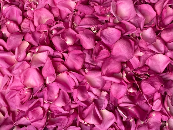  Real Rose Petals