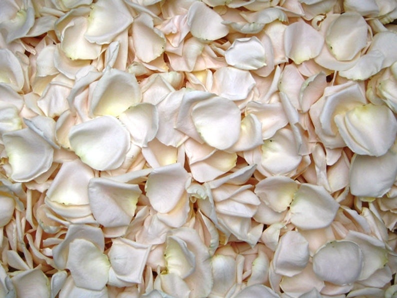 Freeze Dried Rose Petals Ivory 30 Cups of REAL Rose Petals Etsy