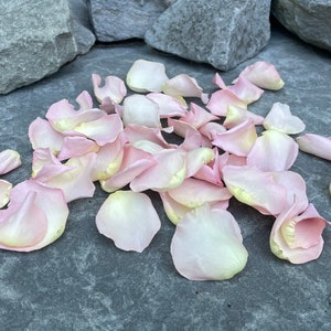 Rose Petals, Pixie Pink, REAL freeze dried rose petals, perfectly preserved image 3