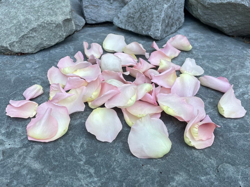 Rose Petals, Pixie Pink, REAL freeze dried rose petals, perfectly preserved image 3