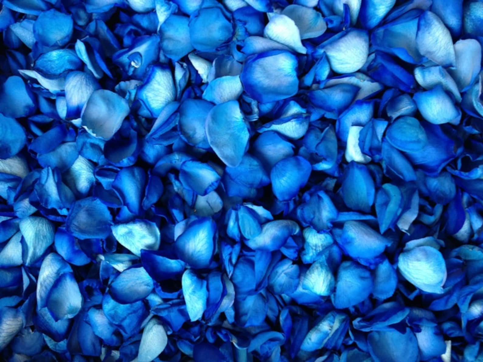 Freeze Dried Rose Petals Blue 10 cups of REAL rose petals Etsy