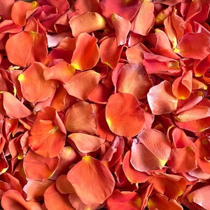 Rose Petals, Flaming Hot Orange, REAL freeze dried rose petals, All Natural and Biodegradable, Perfectly Preserved in the USA