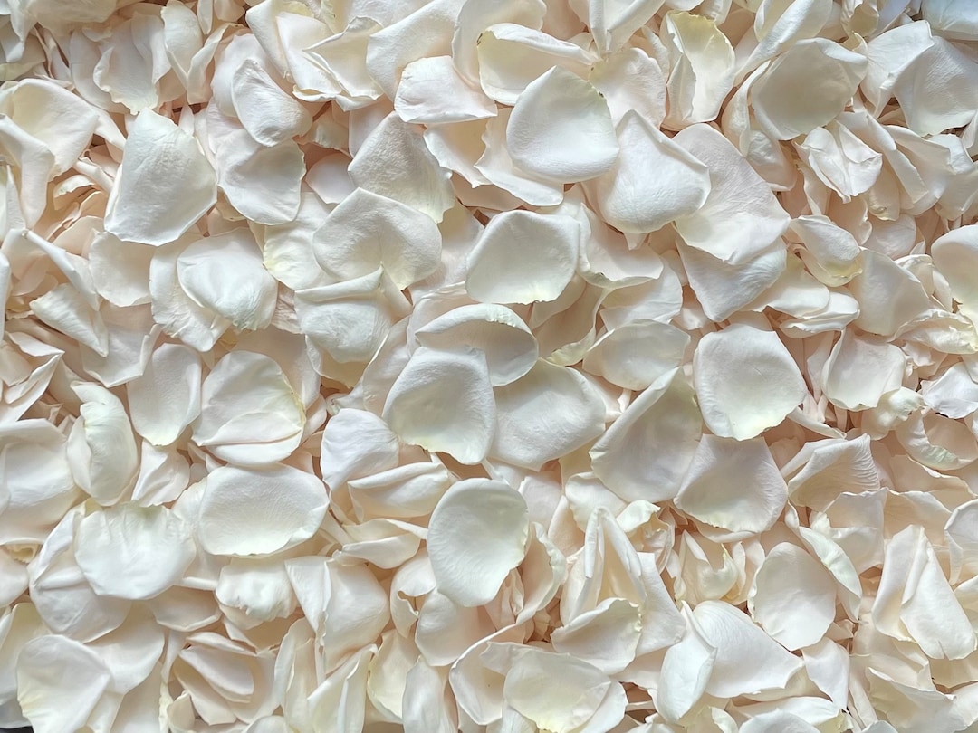 Hot Sale Real Touch Wedding Use Artificial Dried Flower Petals - China Dried  Flower Petals and Decorative Rose Petal price