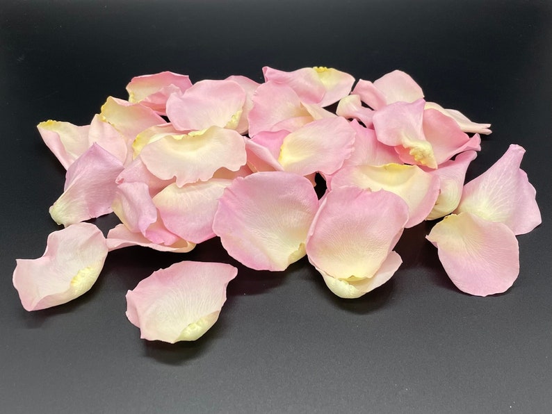 Rose Petals, Pixie Pink, REAL freeze dried rose petals, perfectly preserved image 1