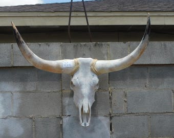 STEER Cow Texas Skull with Large polished horns 487
