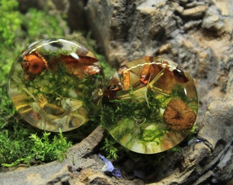 Bouchons de mousse de forêt, jauges de terrarium en véritables champignons, tunnels magiques de fées, à l'unité ou en paire, bijoux inspirés de la nature, cadeau de mariage bohème