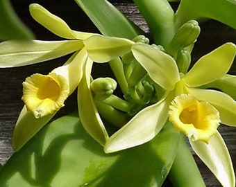 Vanilla planifolia 6 foot orchid cutting