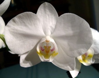 Phalaenopsis amabilis v. formosana, 4N x self moth orchid