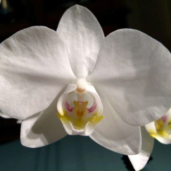 Phalaenopsis amabilis v. formosana, 4N x self moth orchid