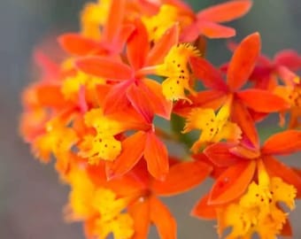 Epidendrum radicans cattleya type fire star orchid plant