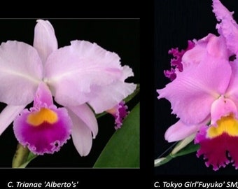 Cattleya trianae 'Alberto's' x C. Tokyo Girl'Fuyuko' SM/JGP unbloomed orchid