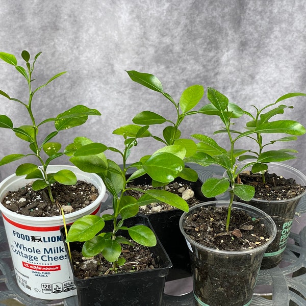 Kaffir Lime Tree Plant, Thai Lime Makrut