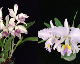 Cattleya Marshall's Gift (Indigo Mist x C. mossiae v. coerulea) orchid seedling