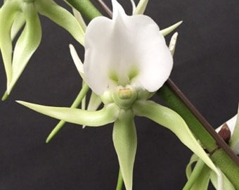 Angraecum eburneum blooming sized orchid plant, bare root