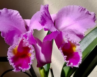 Cattleya Jocasta H&R '5118' x '5218' (mossiae × schroederae) orchid