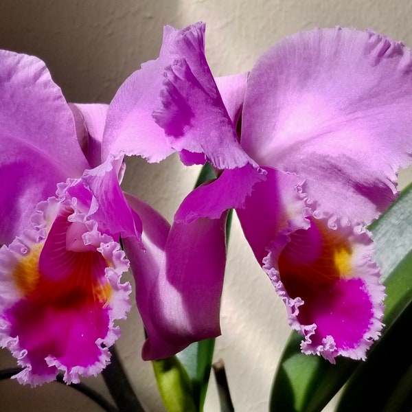 Cattleya Jocasta H&R '5118' x '5218' (mossiae × schroederae) orchid