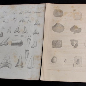 Vintage 1850s Fossil Shell Lithograph Set – California Art Prints