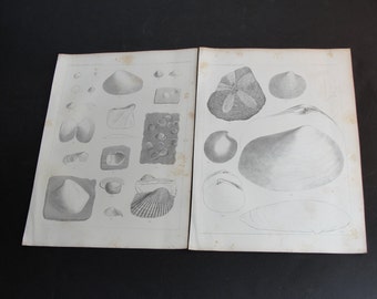 Vintage 1850's Lithograph Fossil Shells [California] Plate's III & IV -Set of (2) Art Print’s -Unframed. RARE!