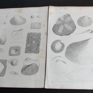 Vintage Fossil Shell Lithograph Set – 1850s California Art Prints