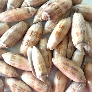 May include: A collection of numerous elongated cone shells featuring a smooth, polished surface with mottled brown and tan patterns. Each shell displays a tapered, spiral-shaped apex and a narrow, vertical aperture, showcasing natural variations in color.