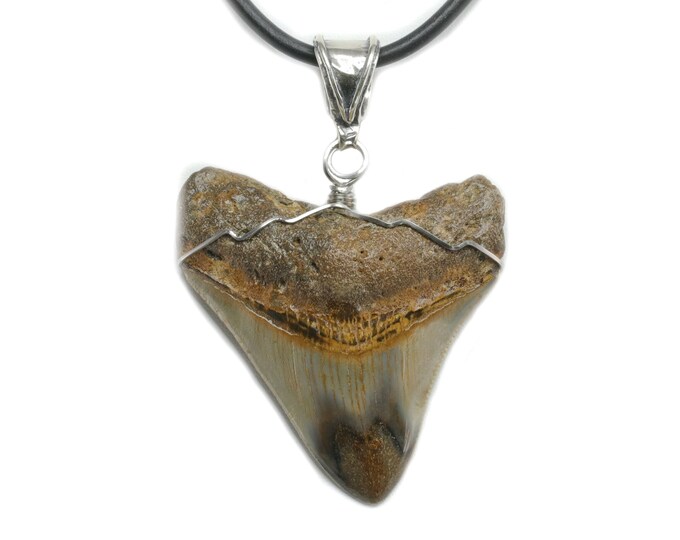 Fossil Megalodon Multicolor Shark Tooth Jewelry
