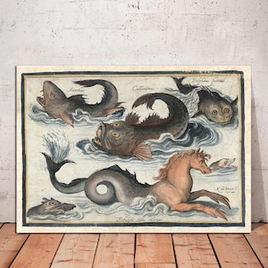 May include: An antique illustration of various sea creatures, including a dolphin, a fish with a long snout, and a seahorse. The illustration is in a vintage style with detailed drawings and labels in Latin.