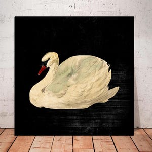 Mute Swan Canvas Print: Vintage Black Background Swan Art, Ready to Hang