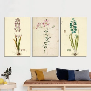 Set of 3 Vintage Botanical Prints, Vintage Neutral Botanical Art,Antique Botanical Art, Rustic Botanical wall Art CANVAS Print READY to HANG