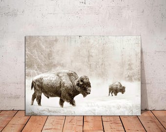 Bison in Winter Landscape Canvas Print: Farmhouse Wall Decor