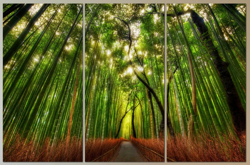 May include: A panoramic view of a lush bamboo forest with tall green stalks and a path leading through the center. Sunlight filters through the leaves, creating a dappled effect on the ground.