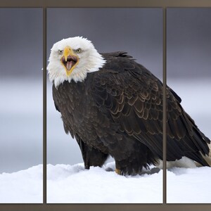Op de afbeelding: Een Amerikaanse zeearend met een witte kop en staartveren staat op een besneeuwde ondergrond met zijn bek open, alsof hij roept.