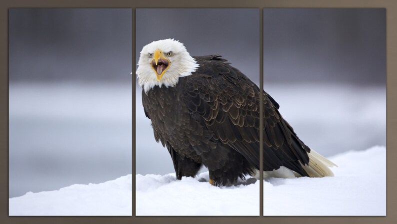 Op de afbeelding: Een Amerikaanse zeearend met een witte kop en staartveren staat op een besneeuwde ondergrond met zijn bek open, alsof hij roept.