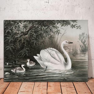 Vintage Swan Art Print on Canvas: Classic Wall Decor