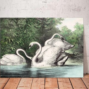 Vintage Swan Art Print on Canvas: Classic Wall Art, Ready to Hang
