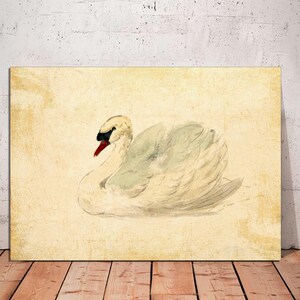 Aert Schouman Swan Canvas Print: Vintage Mute Swan Art, Ready to Hang