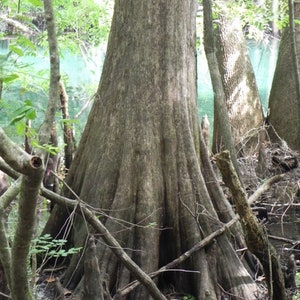 Cypress tree with knees photo, Manatee Springs State Park, Florida, Buttressed cypress tree print.