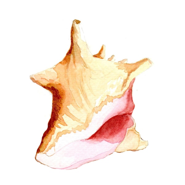 Seashell painting, Conch shell watercolor print, Pink and peach queen conch shell art, Beach wall art