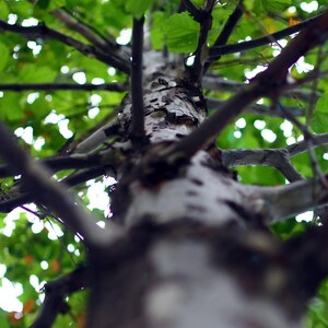 以下が含まれることがあります： 木の幹のクローズアップ。粗い明るい色の樹皮をしています。幹は緑の葉に囲まれており、自然で有機的な雰囲気を作り出しています。
