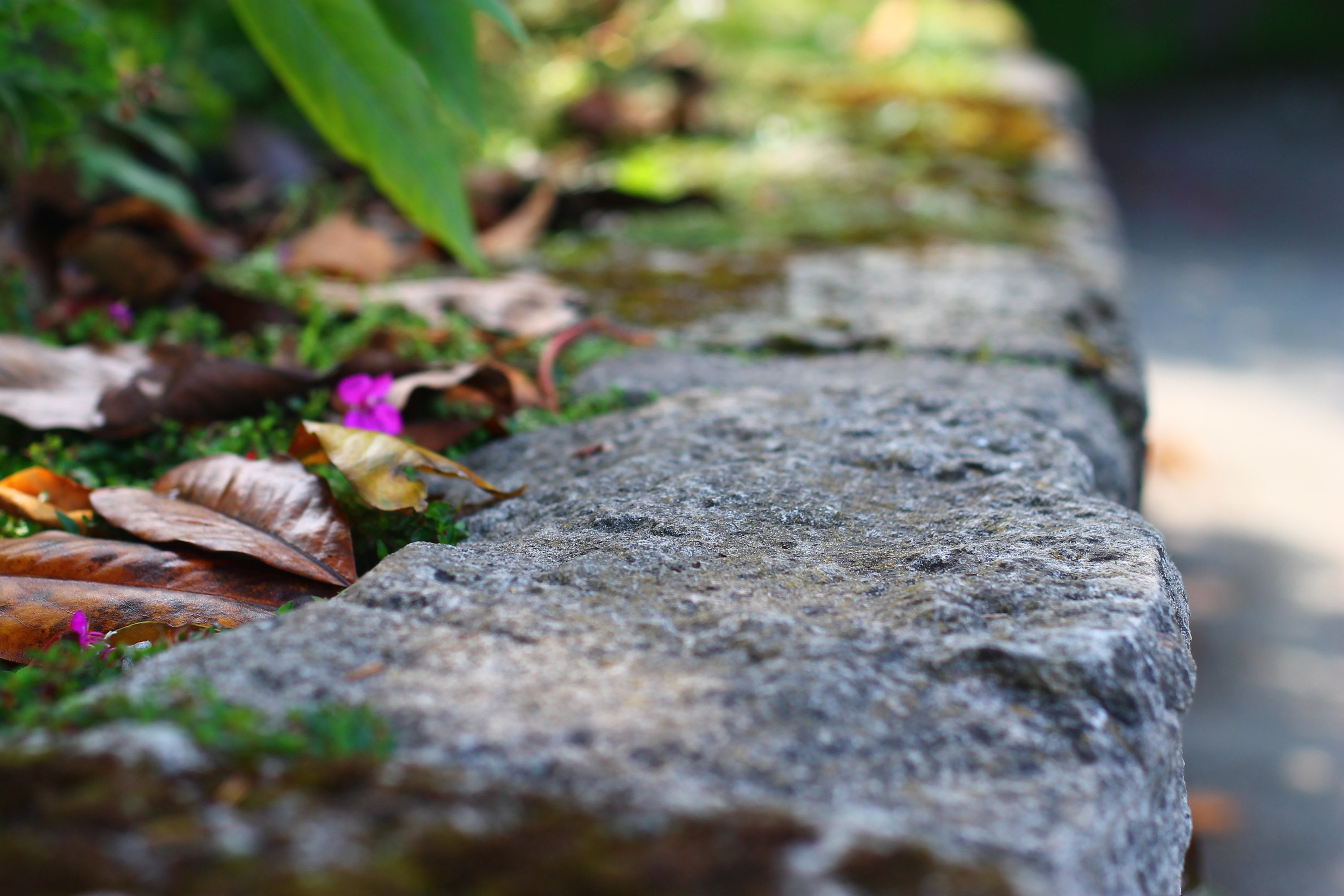 Photograph of a Garden Wall wall art print San Francisco | Etsy