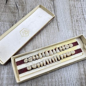 Op de afbeelding: Een vintage set van gebroken witte kunstgebitten gerangschikt in twee rijen op een rechthoekige kartonnen displaykaart in een bijpassende crèmekleurige doos. Het deksel heeft een goudkleurig geometrisch logo op de witte binnenvoering.